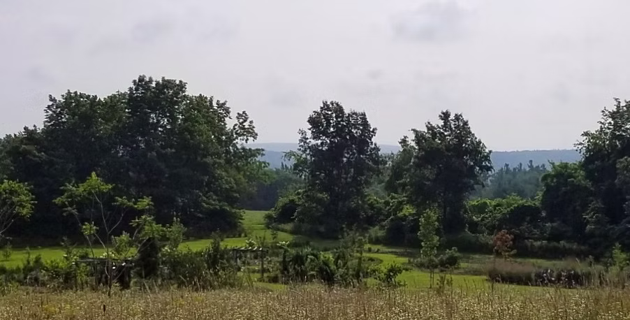 A view from the top of the hill